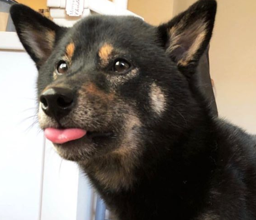 best_doggo.png